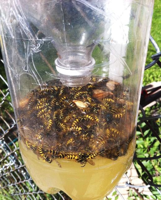 Stinging Wasps Active After Storms UF/IFAS Extension Okaloosa County