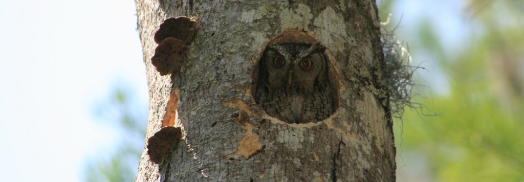 Find this pin and more on owl love by our fairfield home & garden. Florida S Smallest Owl Uf Ifas Extension Pinellas County