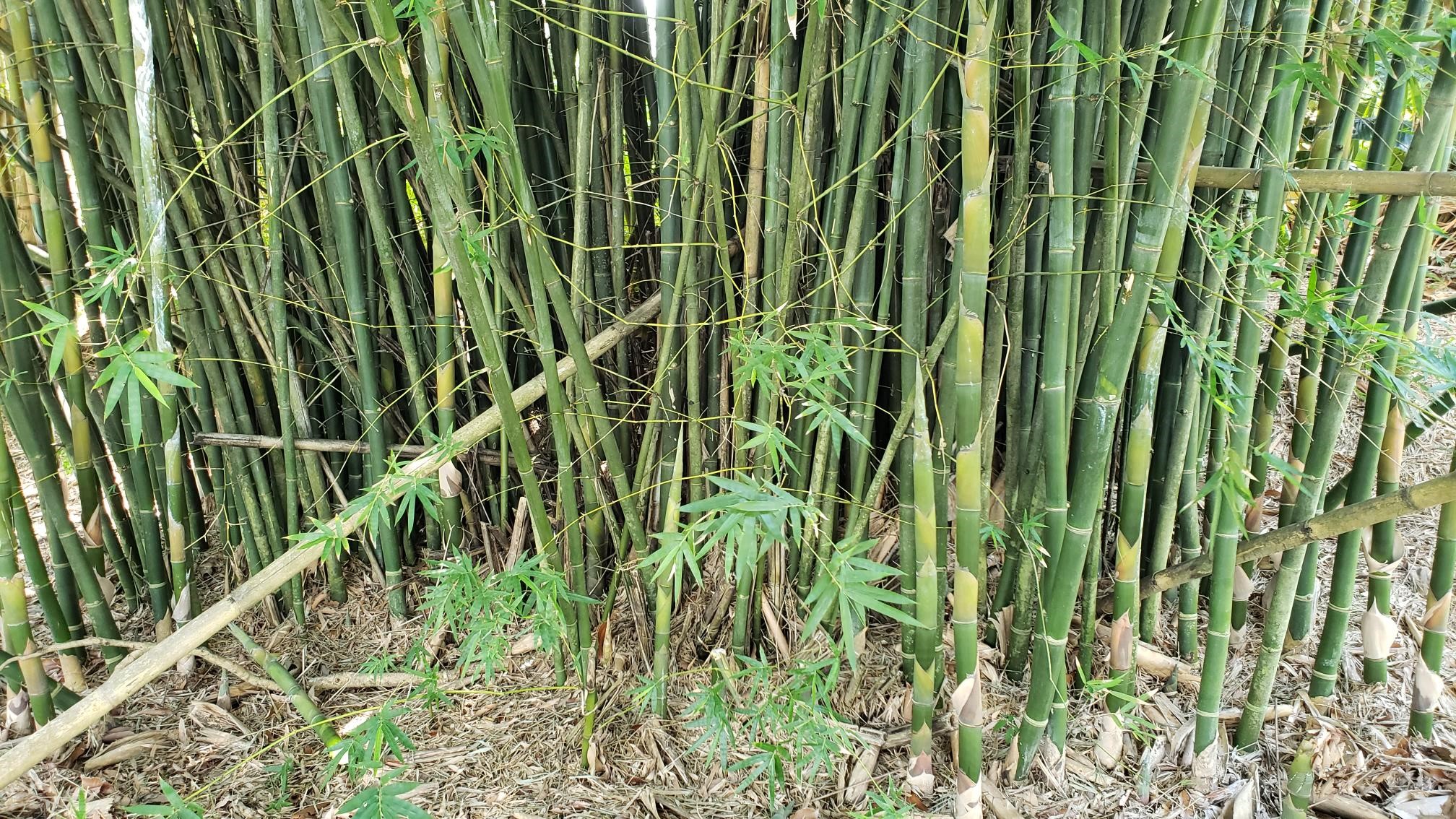 Growing Bamboo in Florida A New Opportunity UF/IFAS Extension St