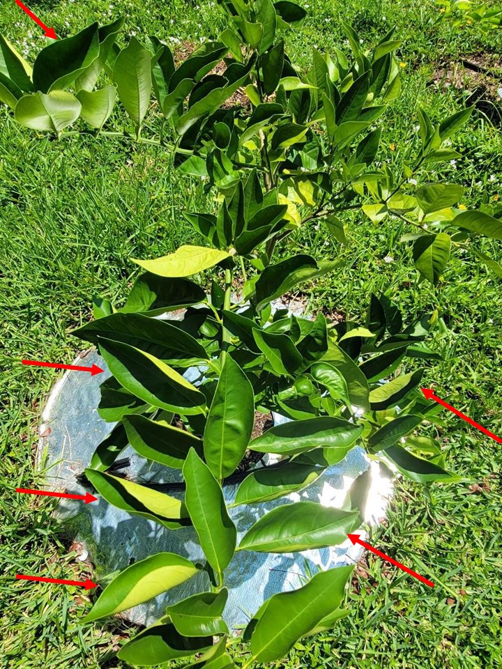 Signs Of Overwatering Citrus Trees at Andrew White blog