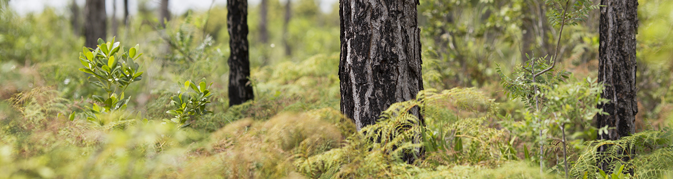 Controlling Brush & Invasive Species UF/IFAS Extension