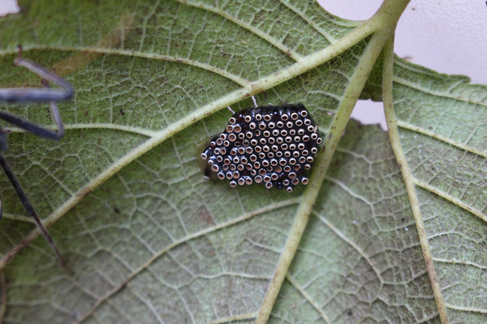 assassin bug Extension Entomology