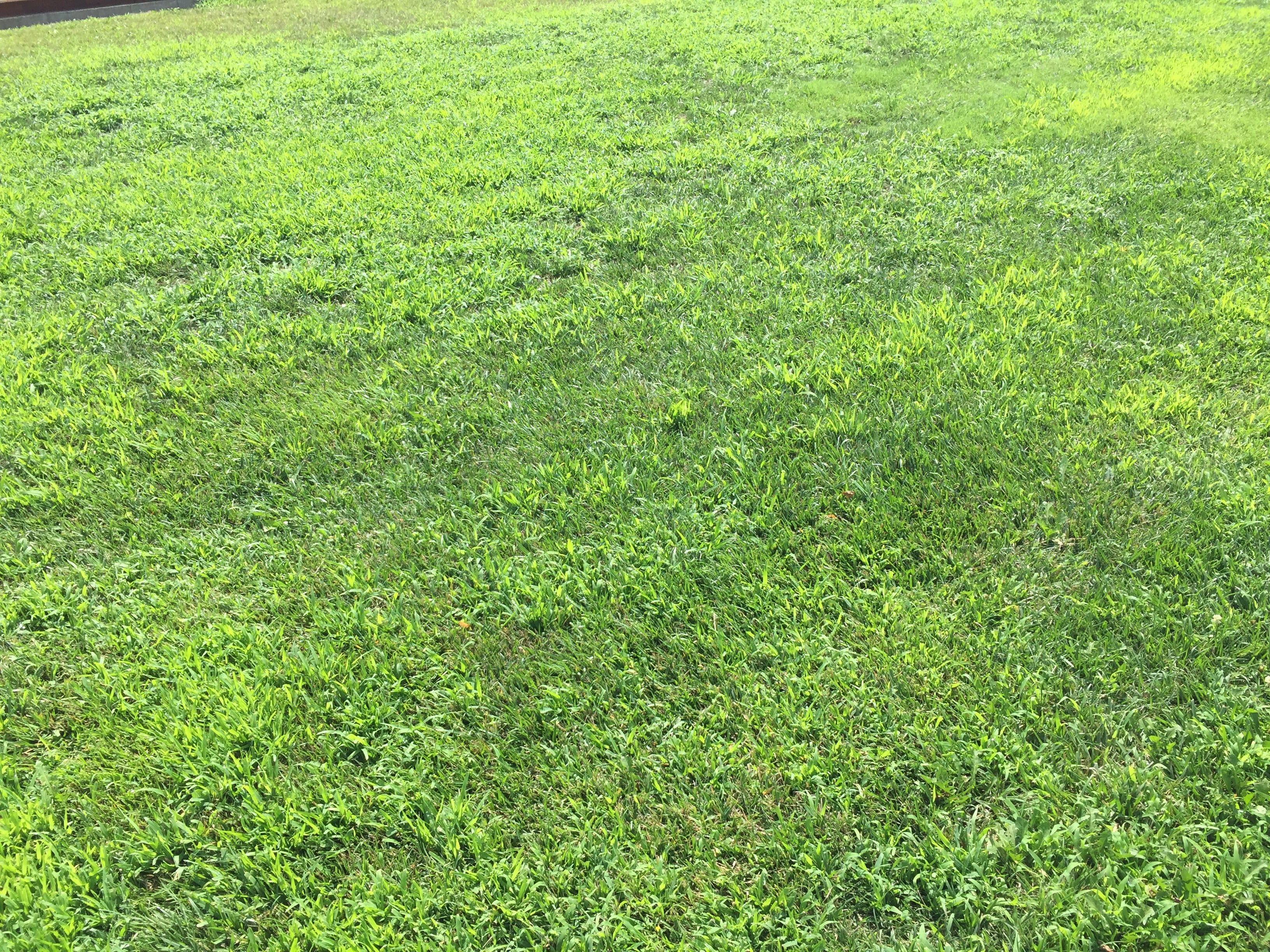 Postemergent Crabgrass Control KState Turfgrass