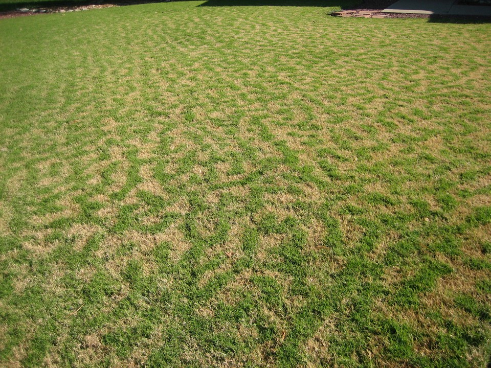 Chilling causes stylish zebra striped bermudagrass, and Megan's retire