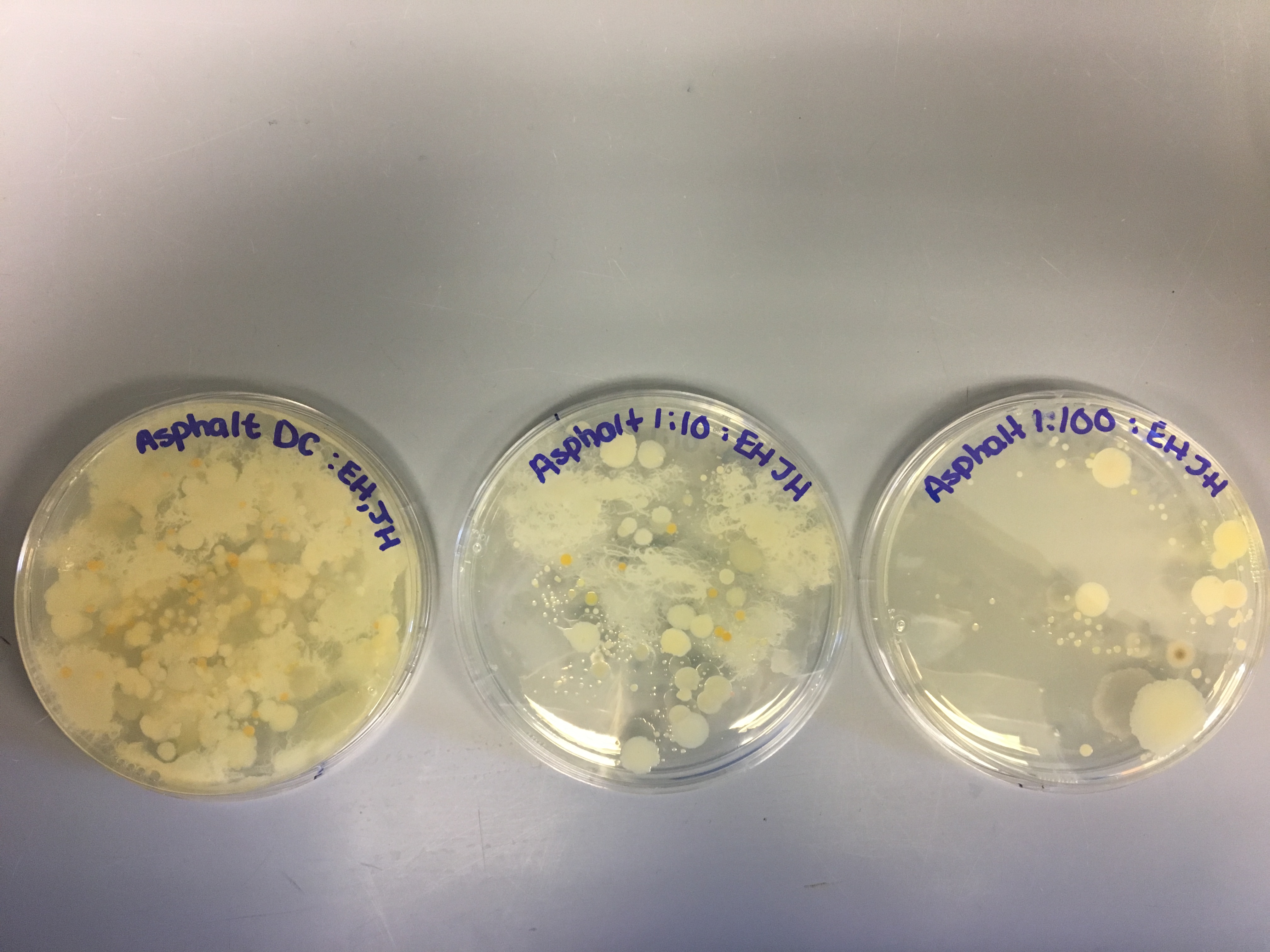 Bacillus toyonesisColony 4A BIOL250 Microbial