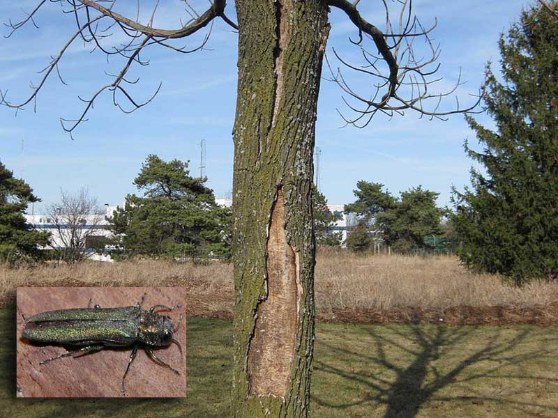 Emerald ash borer Public Enemy No. 1 for Invasive Species Awareness