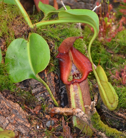 Carnivorous Plants from UoR at RHSChelsea 2015 Culham Research Group
