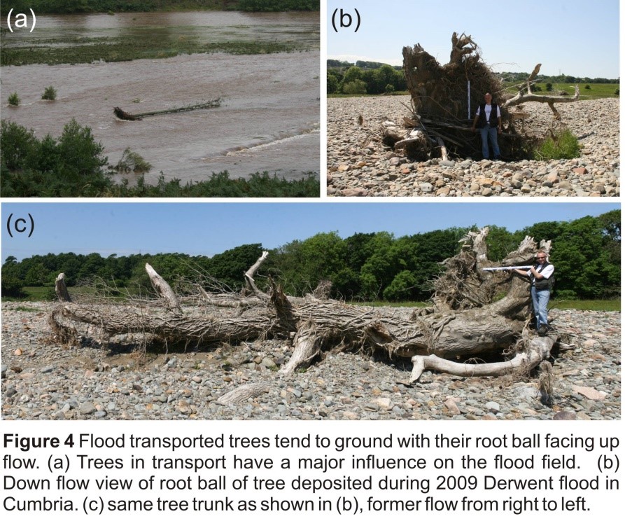 The role of woody debris during floods insights from observations of