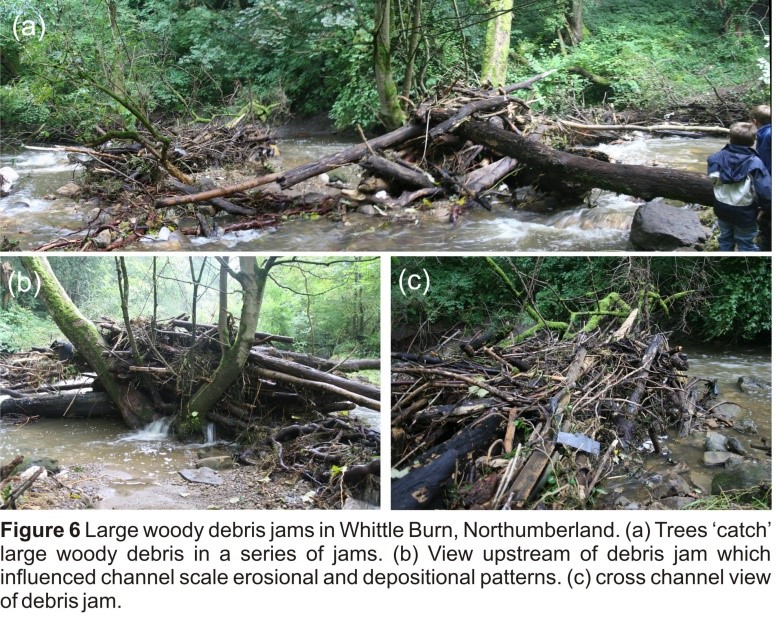 The role of woody debris during floods insights from observations of