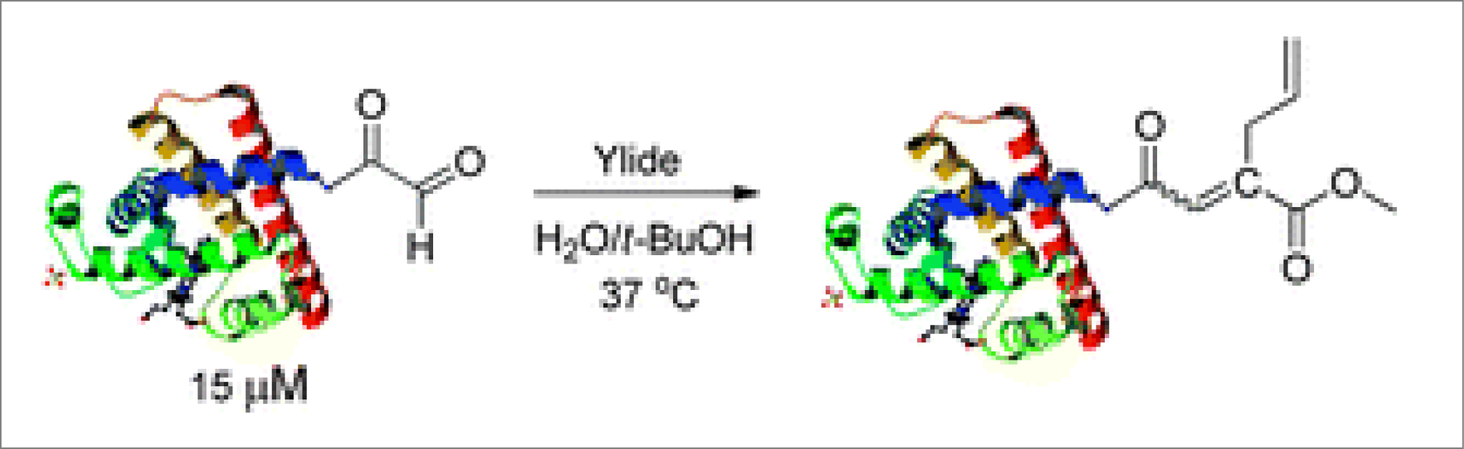 SiteSelective Protein Modification via Bioorthogonal Wittig Reaction