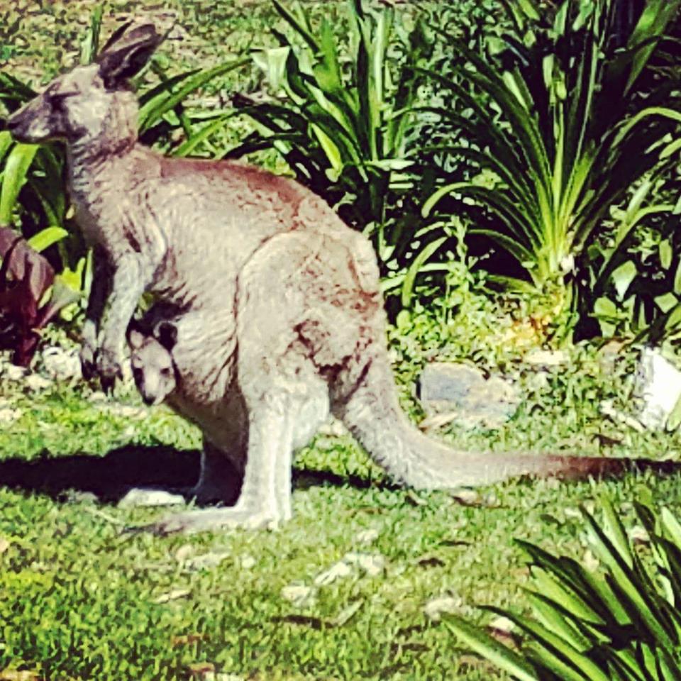 Where can you own a pet kangaroo in the US? Graphically Speaking