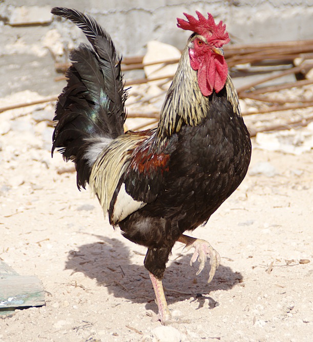 Scientists Discover the Reason Why Birds Don’t Have Penises
