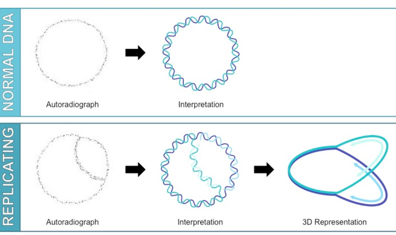 3.2 Chromosomes The Biology Classroom