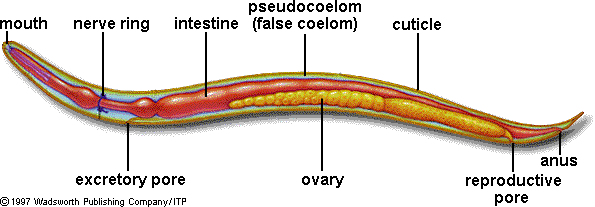 [DIAGRAM] Labeled Diagram Of A Nematode - MYDIAGRAM.ONLINE