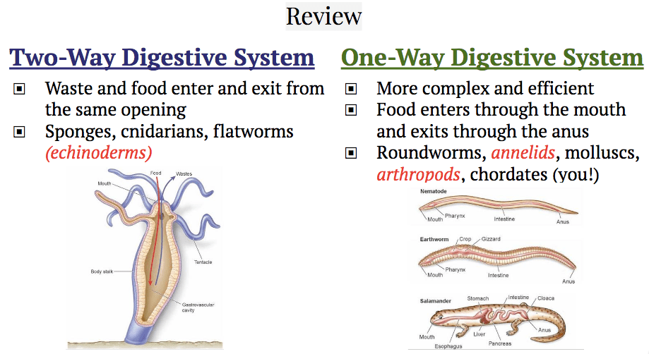 Unit 54 Phylum Nematoda Webquest Notes The Biology Classroom