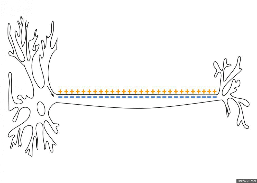 The Nervous System Part 3 Impulse Transmission The Biology Classroom