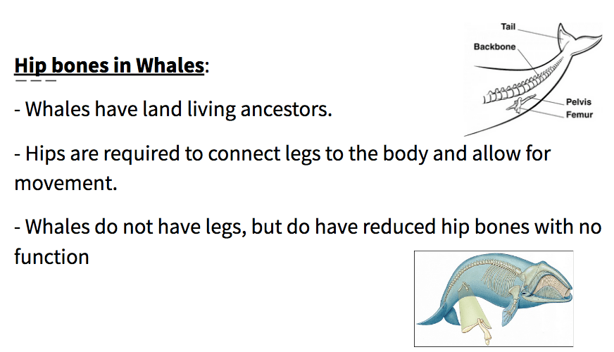 Unit 23 Mechanisms of Evolution and Natural Selection The Biology