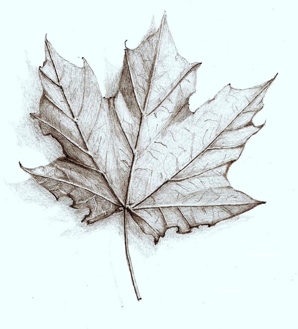Leaf drawing assignment Keller�s Blog Site Leaf drawing assignment Keller�s Blog Site