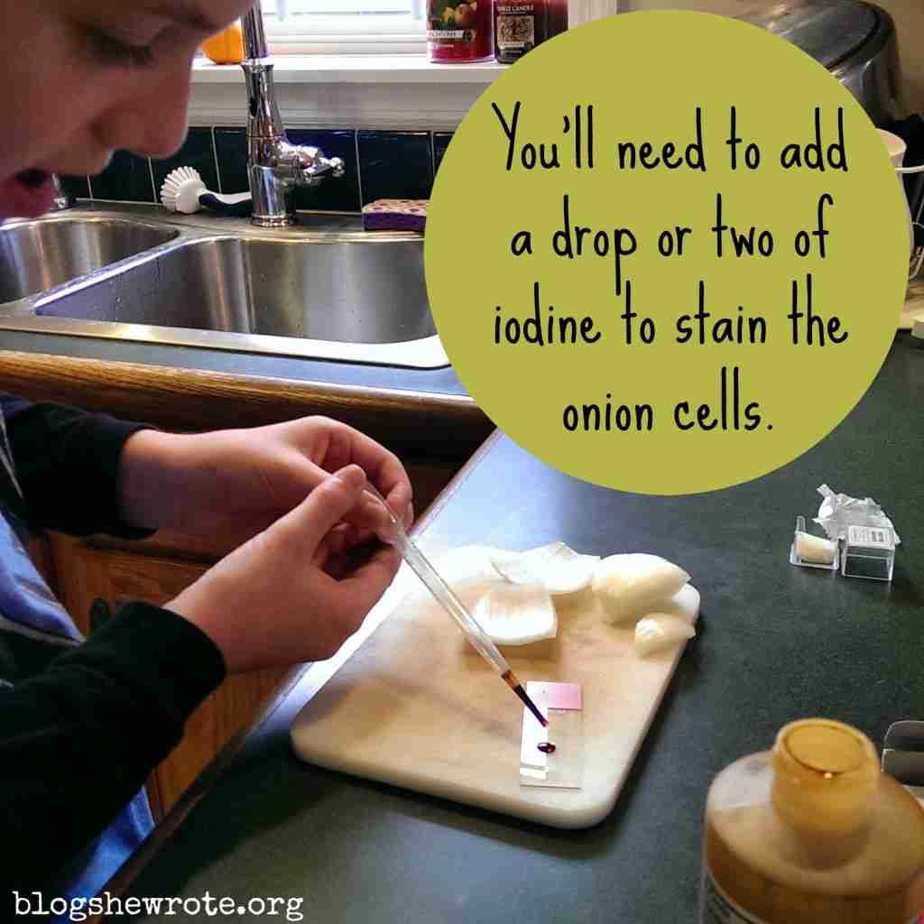 Onion Cell Under Microscope Experiment Worksheet Micropedia