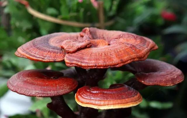 Reishi Mushrooms Immune System Benefits Boostceuticals®