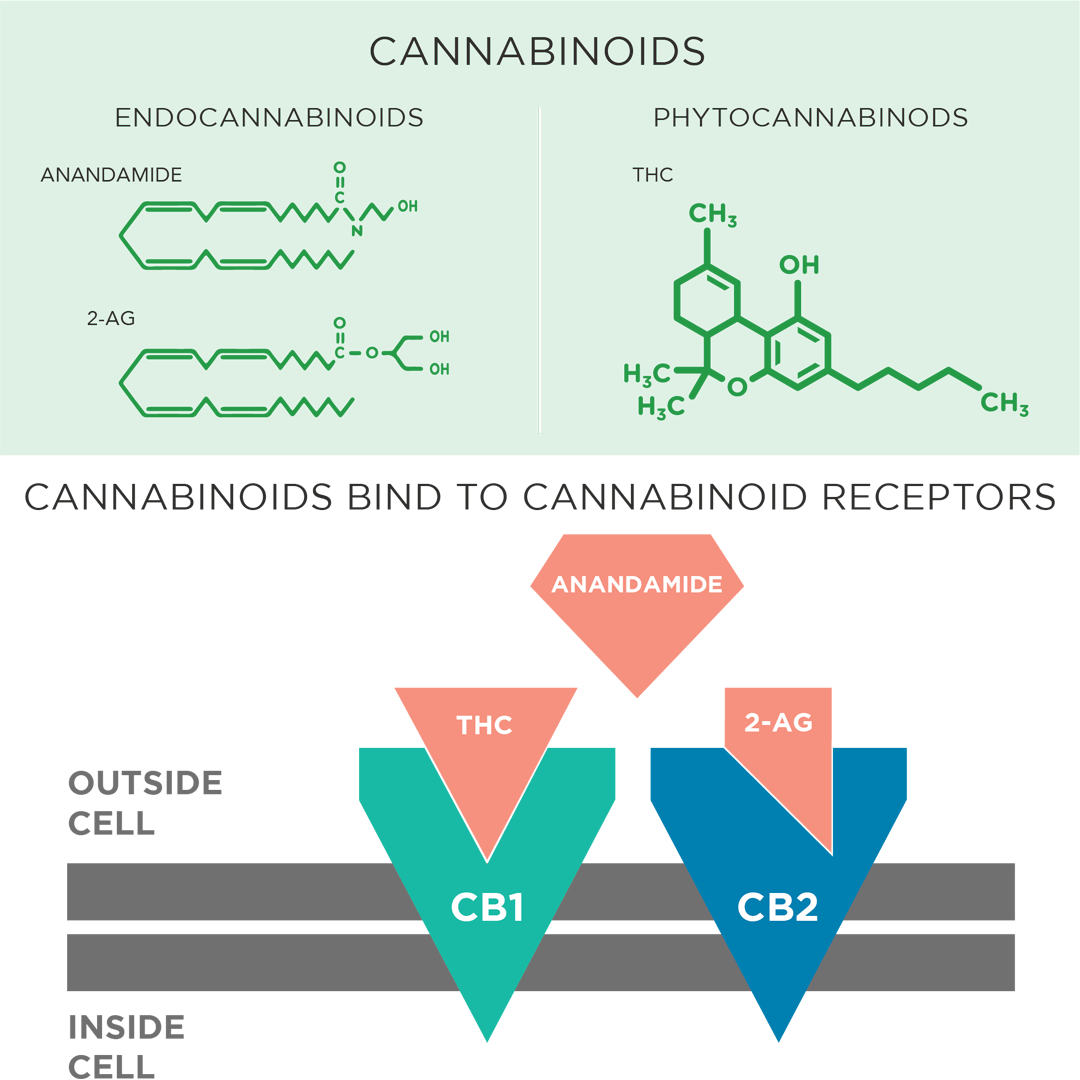 How Does CBD Affect Your Immune System? by Aina Cunanan