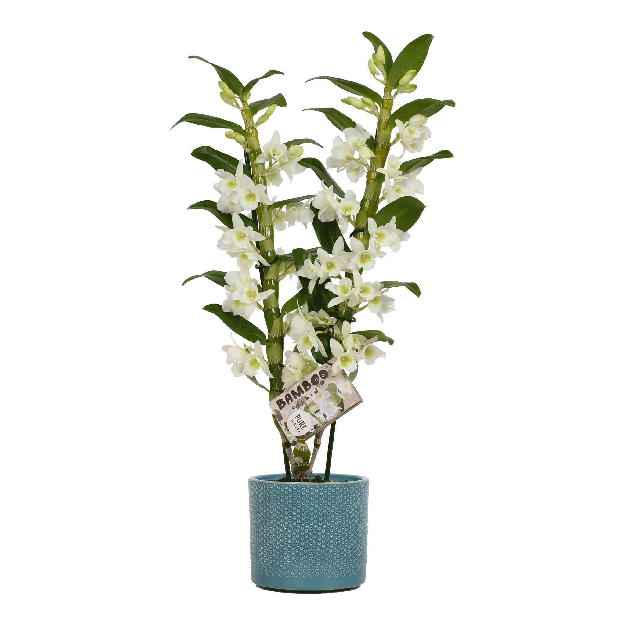 Les plantes d’intérieur petfriendly non toxiques pour