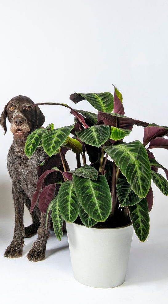 Les plantes d’intérieur petfriendly non toxiques pour