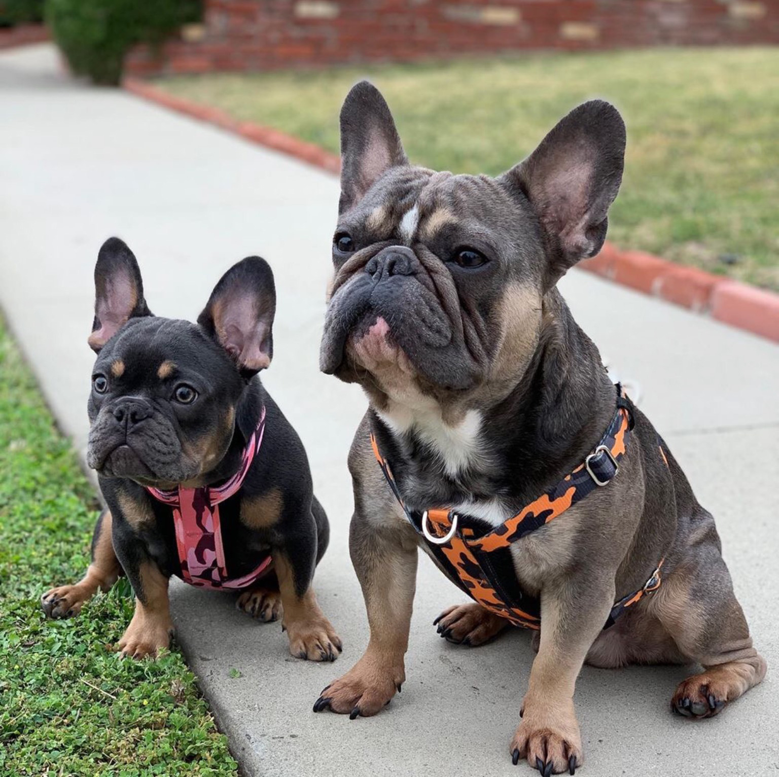 Bouledogue Francais Bleu Gris Almanusa
