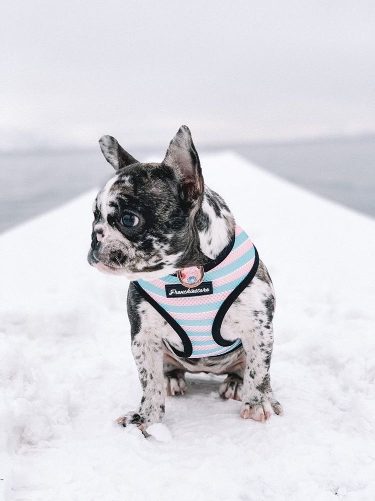 Are French Bulldogs Ok To Take In The Snow