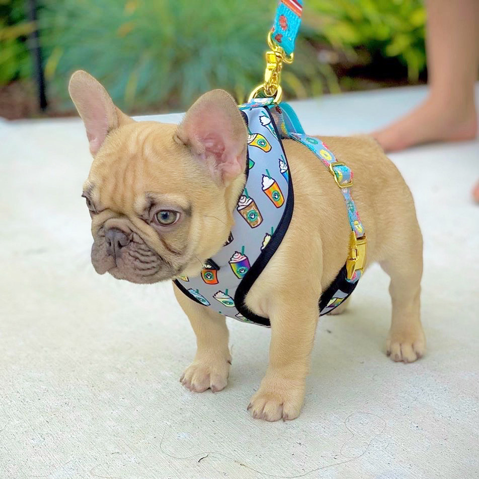 Do French Bulldog Puppies Chew