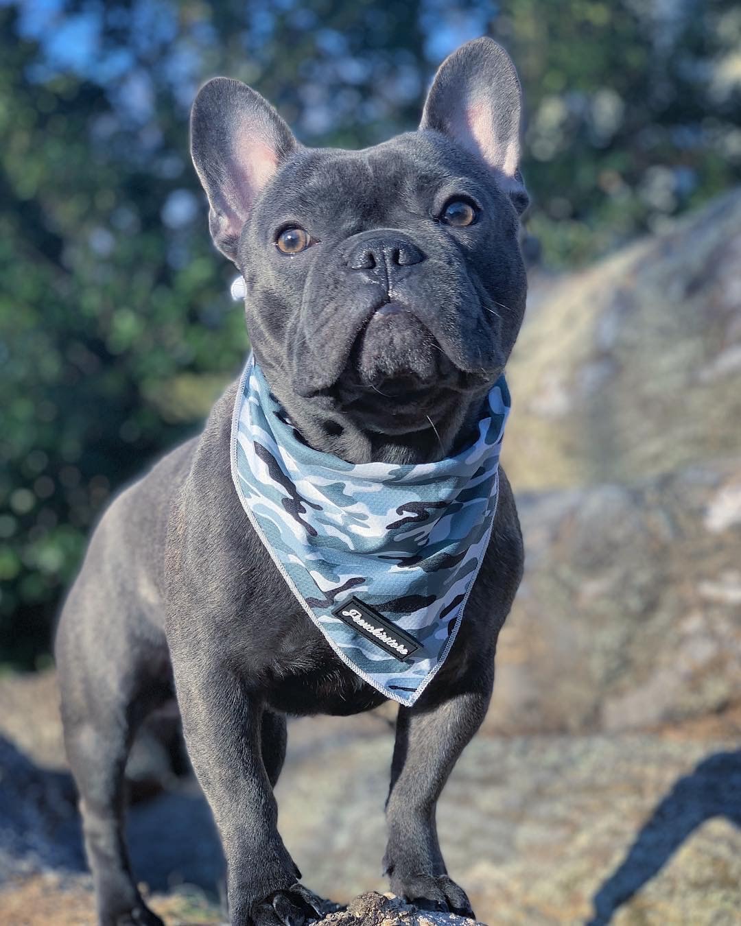 Rare Colors in French Bulldogs