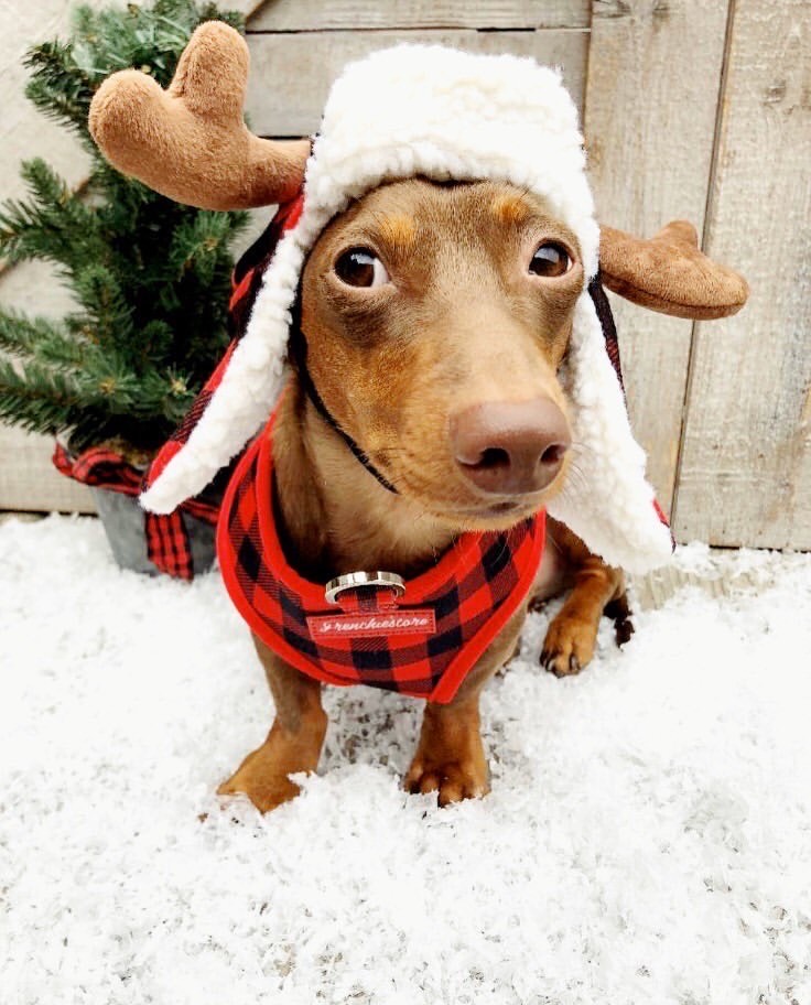 Is A Dachshund A Good Family Dog