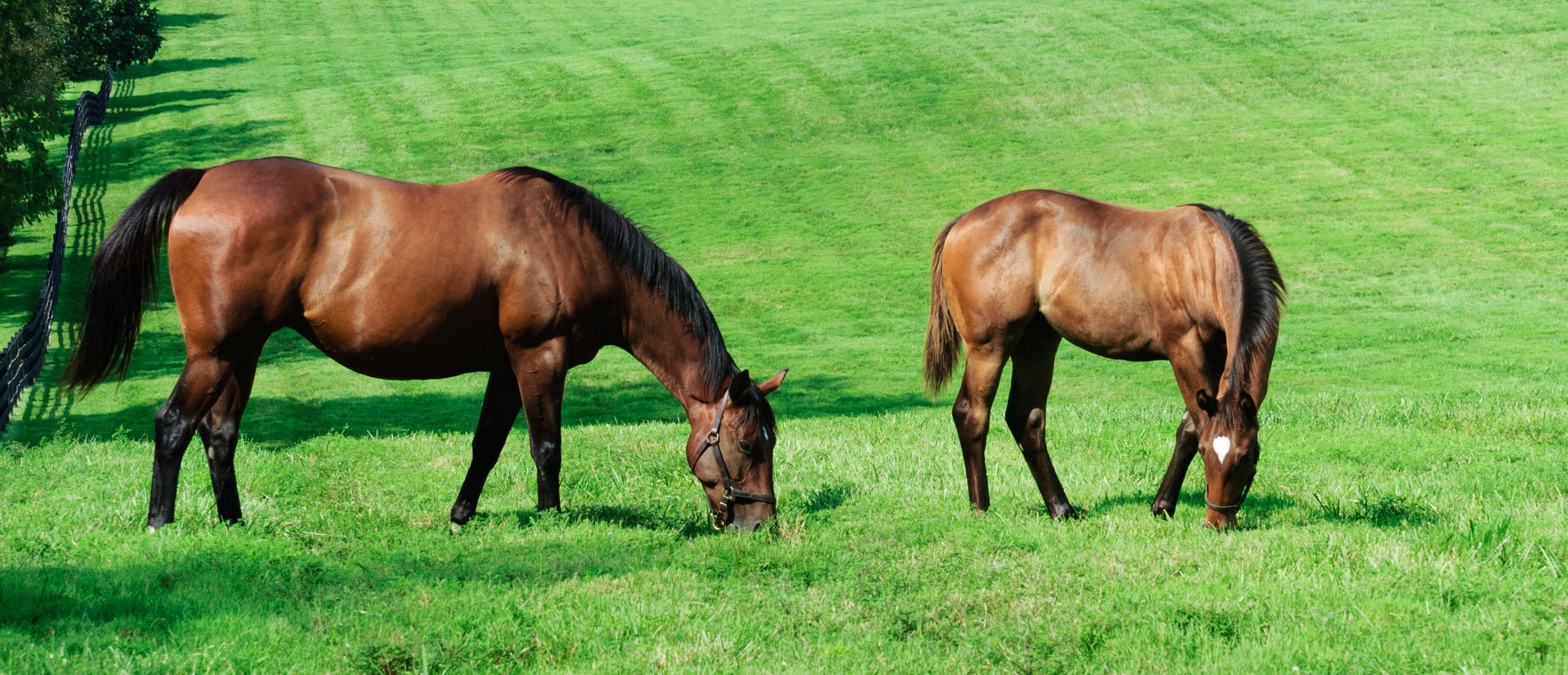 Haygain UK Understanding how the equine digestive system works to