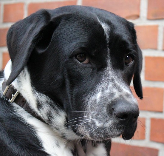 How to calm an anxious dog SitStay