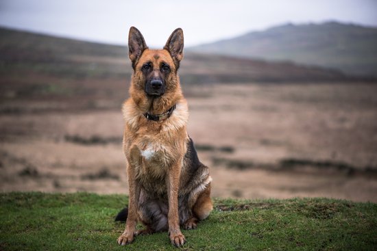 What Happens To Retired Police Dogs? - Sitstay