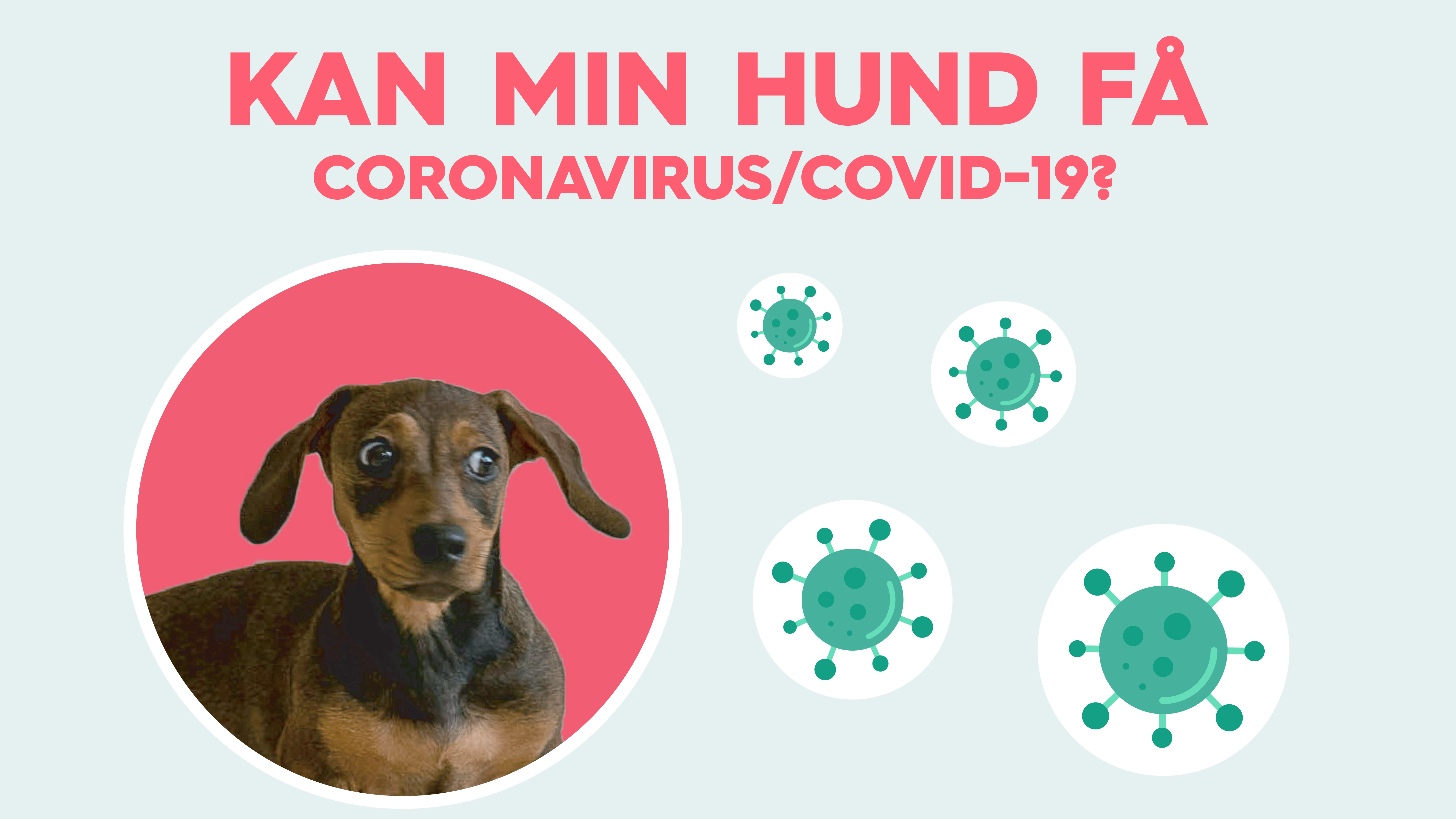 Kan min hund få coronavirus? Vuffeli