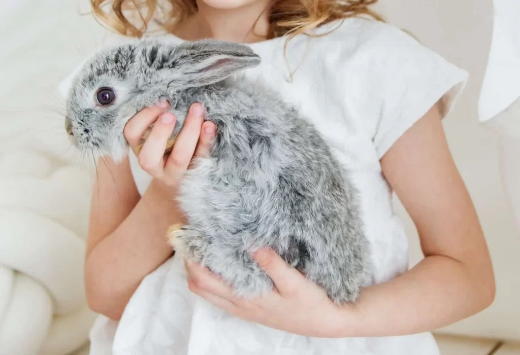 How High Can Rabbits Guide)