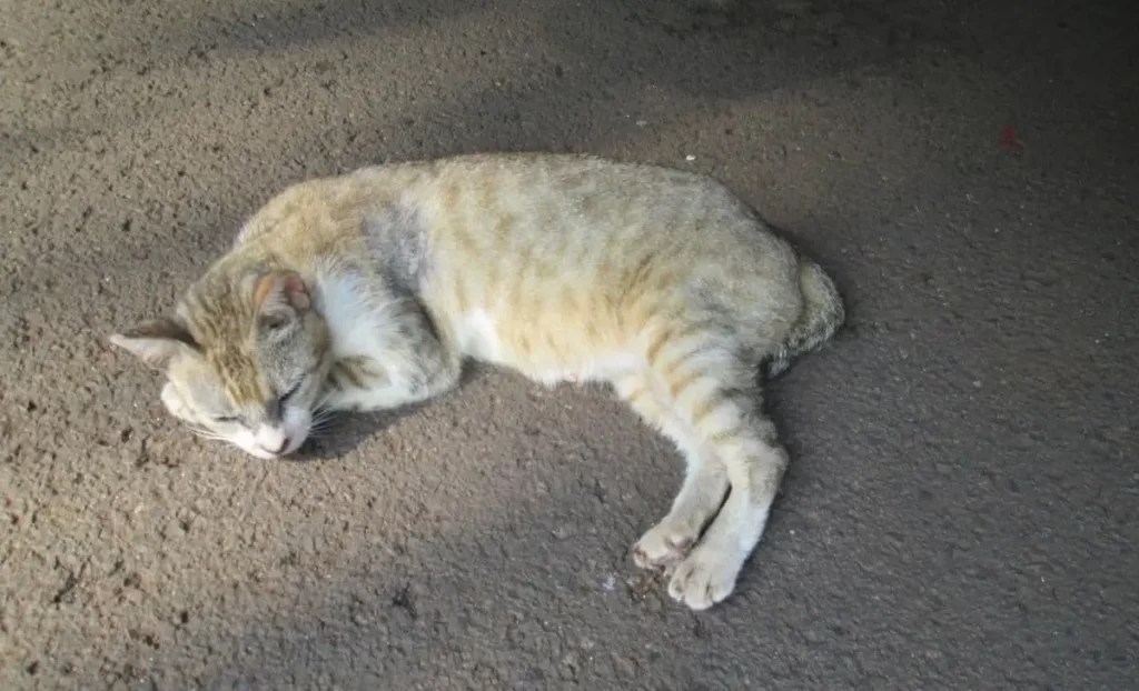 Why does my cat have a short tail? Blog Tulip