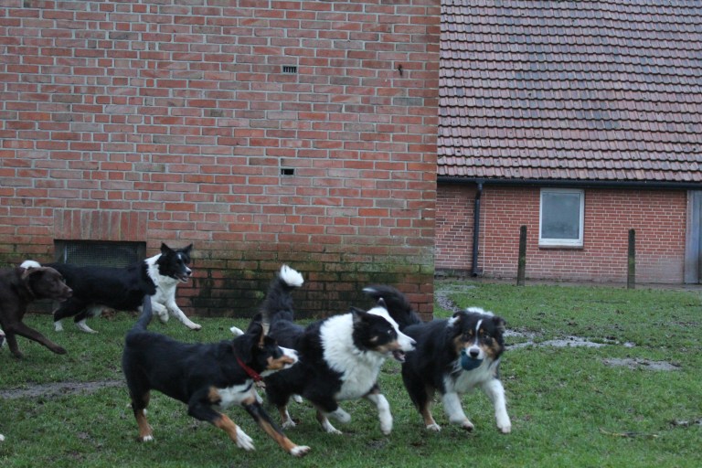 Freitag, der 08.01.2021 Hundepension Wolf und Co