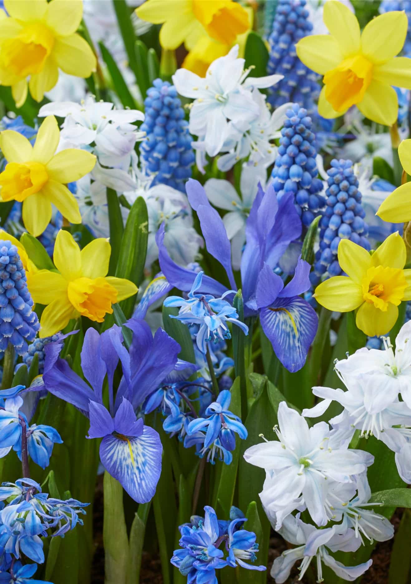 Buy Early Spring Collection Bulbs Online Autumn, Combination Planting