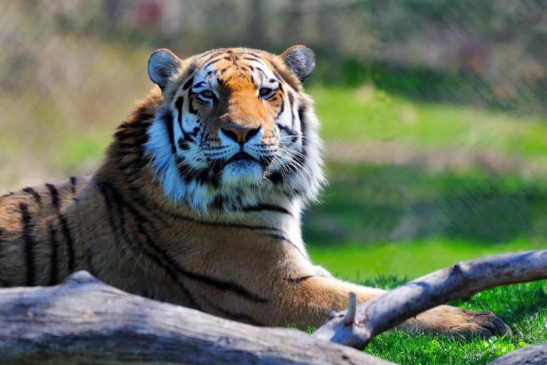 14,862 likes · 709 talking about this · 1,329 were here. AZA and AAZV issue statement on Covid-19 positive tiger ...