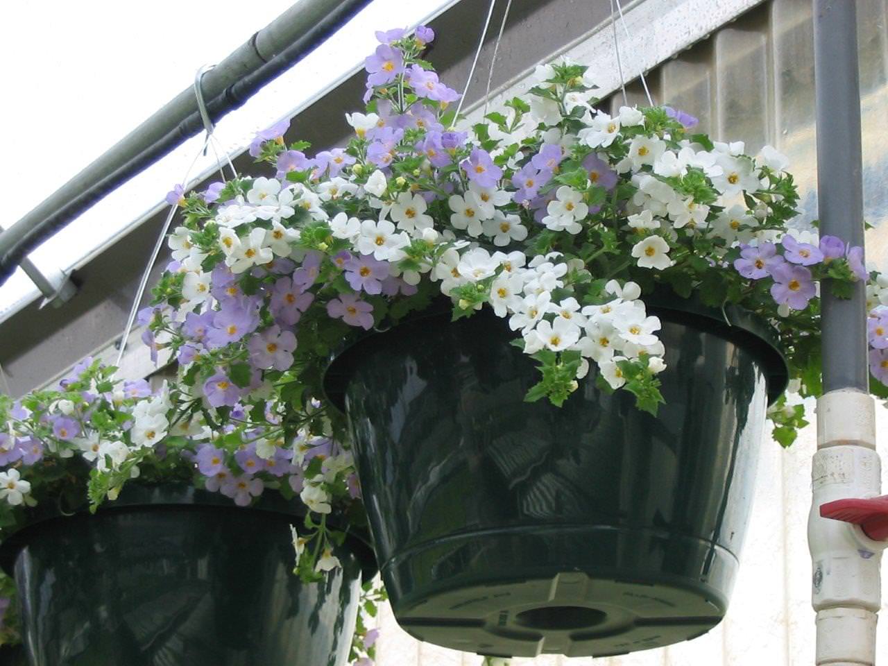 Seasonal Plants Blooma Farms