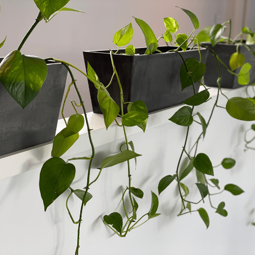 5 Steps to Create Your Own Green Wall At Home Bloom College