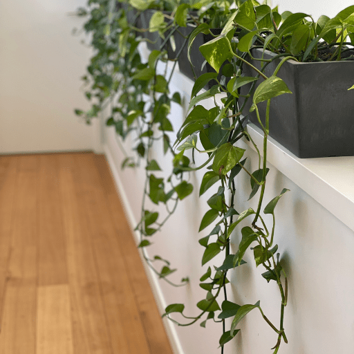 5 Steps to Create Your Own Green Wall At Home Bloom College
