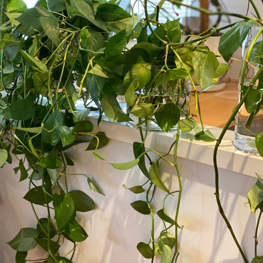 5 Steps to Create Your Own Green Wall At Home Bloom College