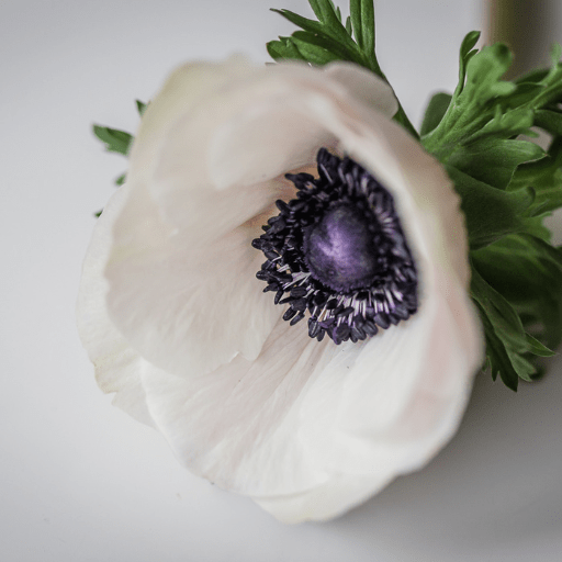 How To Care For Cut Anemones Bloom College