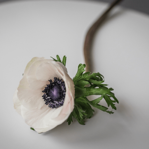How To Care For Cut Anemones Bloom College