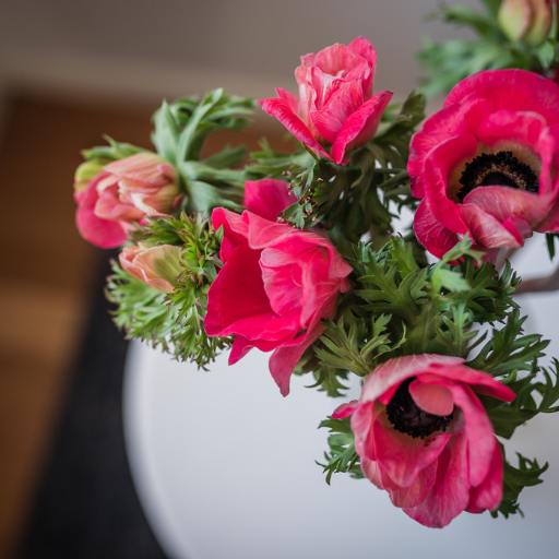 How To Care For Cut Anemones Bloom College