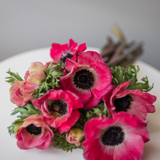 How To Care For Cut Anemones Bloom College