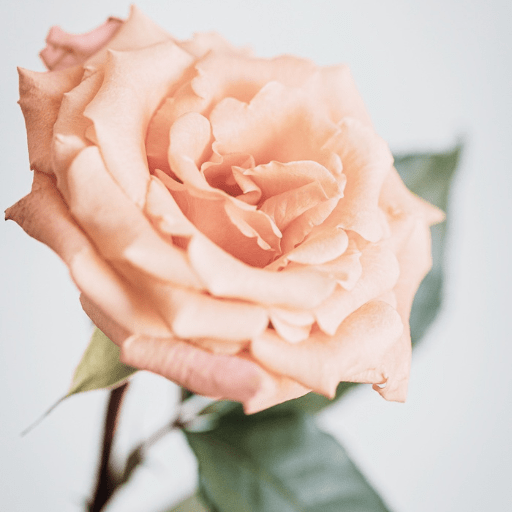 How To Care For Cut Roses Bloom College